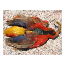 feather-craft FEATHER-CRAFT Golden Pheasant 1/2 Skins