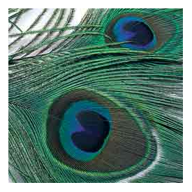 feather-craft FEATHER-CRAFT Peacock Eyes