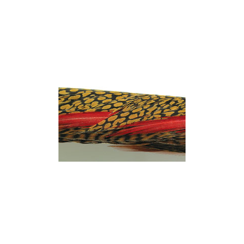 Golden Pheasant Complete Tails