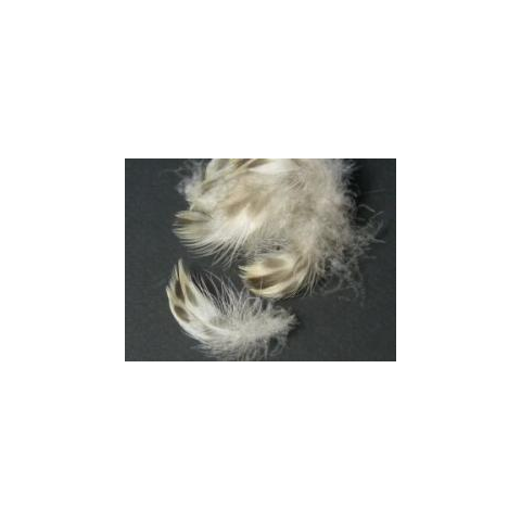 feather-craft Hen Mallard Belly Feathers