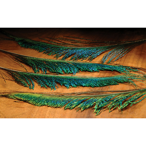 wapsi Peacock Swords