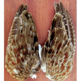 feather-craft Wild Hungarian Partridge Wing Pairs