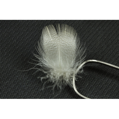 feather-craft Drake Mallard (Silver Belly)