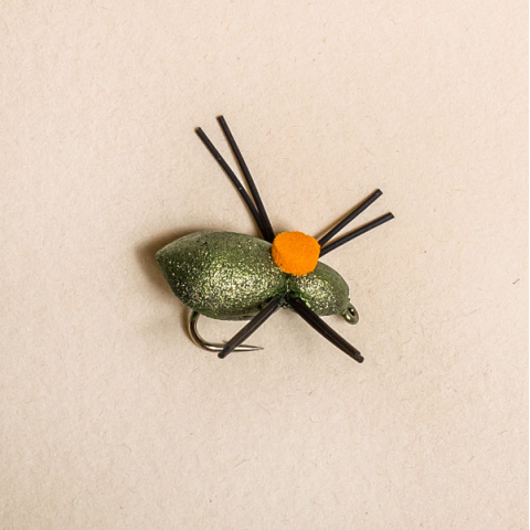 rainys Whitlock's Bright Spot Beetle