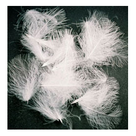 RENE HARROP Premium CDC Feathers
